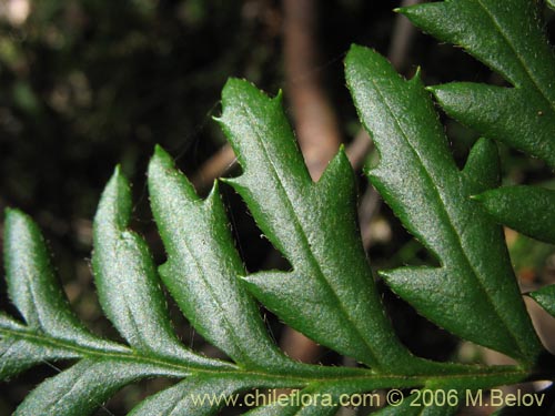 Image of Lomatia ferruginea (Fuinque / Palmilla). Click to enlarge parts of image.